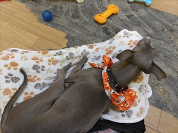 いぬカフェRio 浅草店に投稿された画像（2025/10/19）