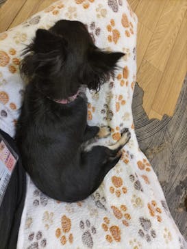 いぬカフェRio 浅草店に投稿された画像（2025/10/19）