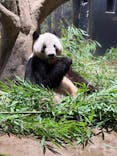 恩賜上野動物園に投稿された画像（2025/10/19）
