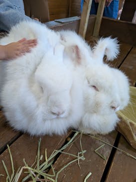 那須どうぶつ王国に投稿された画像（2025/10/19）