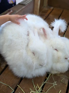 那須どうぶつ王国に投稿された画像（2025/10/19）