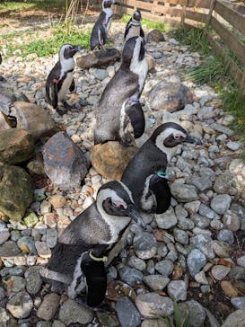 那須どうぶつ王国に投稿された画像（2025/10/19）