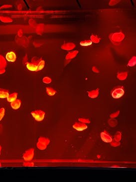 サンシャイン水族館に投稿された画像（2025/10/19）