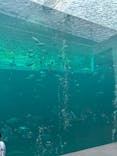 環境水族館アクアマリンふくしまに投稿された画像（2025/10/19）