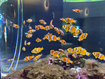 大分マリーンパレス水族館 「うみたまご」に投稿された画像（2025/10/19）