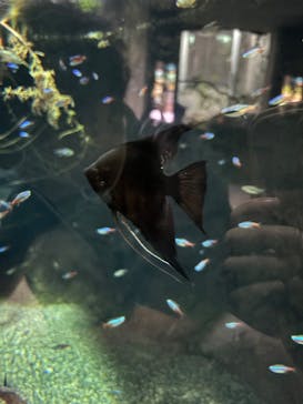 大分マリーンパレス水族館 「うみたまご」に投稿された画像（2025/10/19）