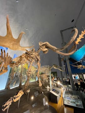 福井県立恐竜博物館に投稿された画像（2025/10/19）