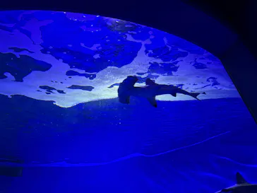 仙台うみの杜水族館に投稿された画像（2025/10/19）