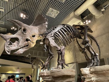 国立科学博物館に投稿された画像（2025/10/19）