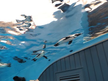 サンシャイン水族館に投稿された画像（2025/10/19）