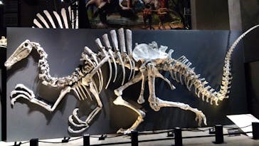 福井県立恐竜博物館に投稿された画像（2025/10/19）