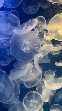 鴨川シーワールドに投稿された画像（2025/10/19）