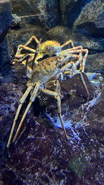 鴨川シーワールドに投稿された画像（2025/10/19）