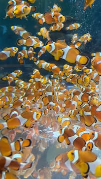 鴨川シーワールドに投稿された画像（2025/10/19）