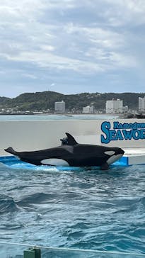 鴨川シーワールドに投稿された画像（2025/10/19）