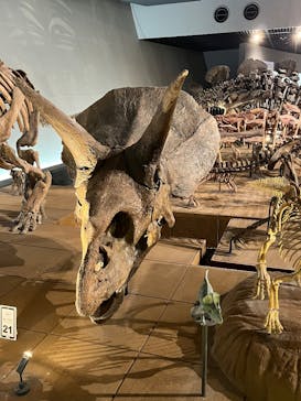 福井県立恐竜博物館に投稿された画像（2025/10/19）