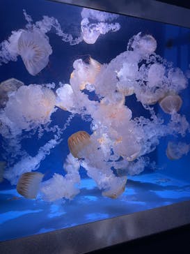 新江ノ島水族館に投稿された画像（2025/10/19）