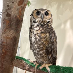 Moff animal cafe イオンモール新利府店に投稿された画像（2025/10/19）