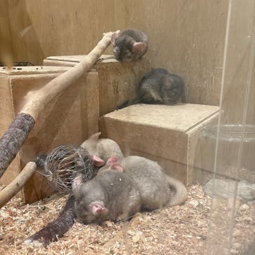 Moff animal cafe イオンモール新利府店に投稿された画像（2025/10/19）