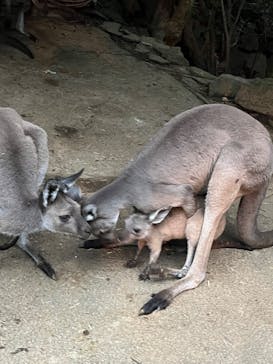伊豆シャボテン動物公園に投稿された画像（2025/10/19）