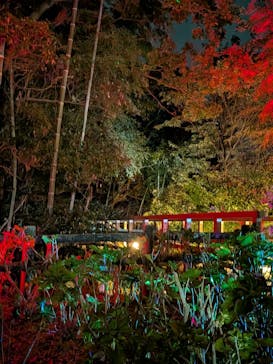 ニジゲンノモリに投稿された画像（2025/10/19）