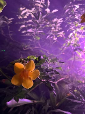 京都府立植物園　LIGHT CYCLES KYOTOに投稿された画像（2025/10/19）