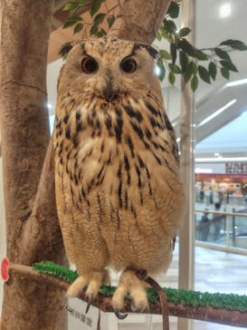 Moff animal cafe イオンモール名取店に投稿された画像（2025/10/19）