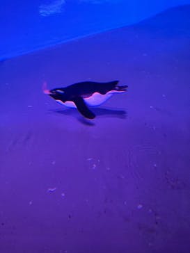 AOAO SAPPOROに投稿された画像（2025/10/19）