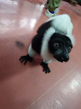 那須ワールドモンキーパークに投稿された画像（2025/10/19）