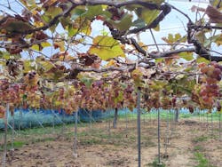 農業公園信貴山のどか村に投稿された画像（2025/10/19）