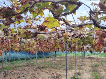 農業公園信貴山のどか村に投稿された画像（2025/10/19）