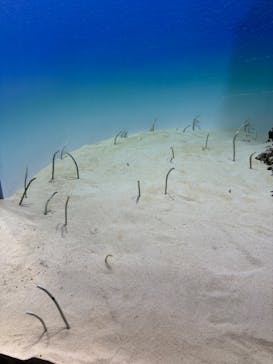 アクアワールド茨城県大洗水族館に投稿された画像（2025/10/20）