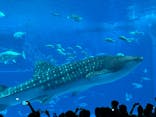 沖縄美ら海水族館に投稿された画像（2025/10/20）