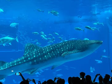 沖縄美ら海水族館に投稿された画像（2025/10/20）
