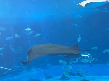沖縄美ら海水族館に投稿された画像（2025/10/20）