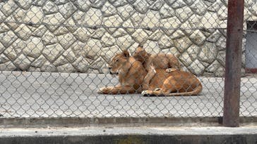 群馬サファリパークに投稿された画像（2025/10/20）