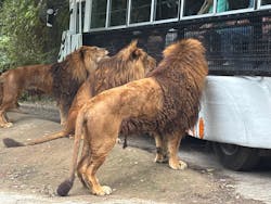 群馬サファリパークに投稿された画像（2025/10/20）