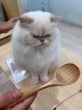 Cat Café MOFF グランベリーパーク店に投稿された画像（2025/10/20）