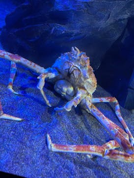 サンシャイン水族館に投稿された画像（2025/10/20）