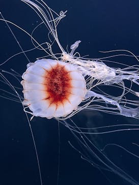 サンシャイン水族館に投稿された画像（2025/10/20）