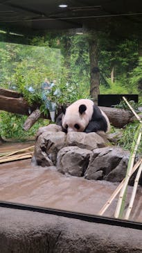 恩賜上野動物園に投稿された画像（2025/10/20）