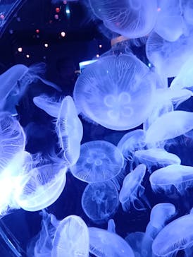 マクセル アクアパーク品川に投稿された画像（2025/10/20）