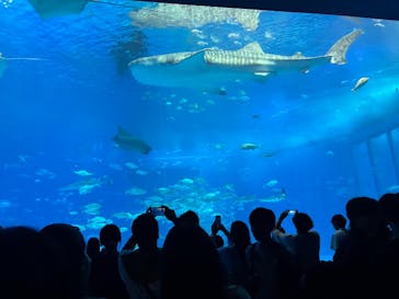 沖縄美ら海水族館に投稿された画像（2025/10/20）