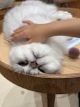 Cat Café MOFF イオンモール木曽川店に投稿された画像（2025/10/20）