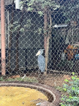 恩賜上野動物園に投稿された画像（2025/10/20）