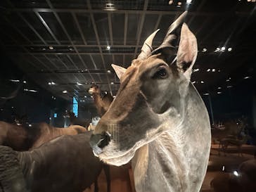 国立科学博物館に投稿された画像（2025/10/20）