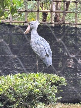 恩賜上野動物園に投稿された画像（2025/10/20）