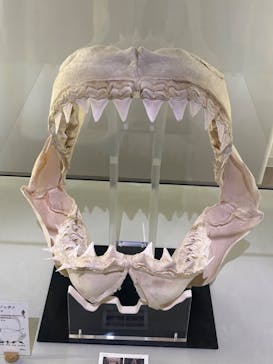 アクアワールド茨城県大洗水族館に投稿された画像（2025/10/20）