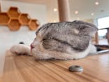 Cat Café MOFF グランベリーパーク店に投稿された画像（2025/10/20）