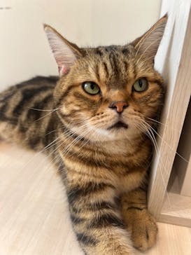 Cat Café MOFF グランベリーパーク店に投稿された画像（2025/10/20）